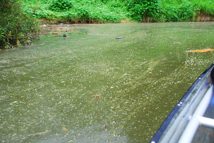 수온이 오르면서 강물이 녹색으로 물들어 가고 있다. 