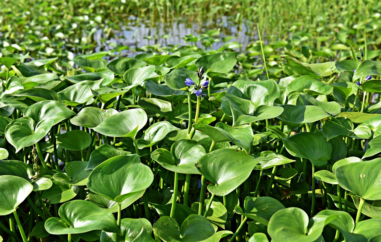 물옥잠 부엽성 수생식물인 물옥잠은 논이나 작은 도랑은 물론이고 물의 흐름이 느린 강의 하구에서도 만날 수 있다.