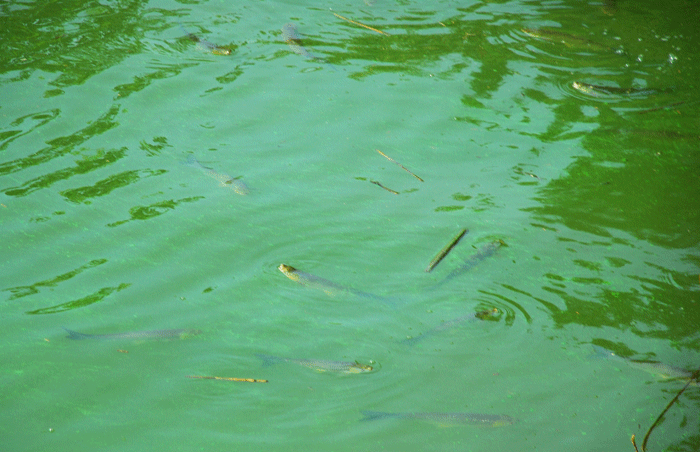 녹조 알갱이가 가득한 강물에 물고기들이 머리를 내밀고 숨을 쉬고 있다. 