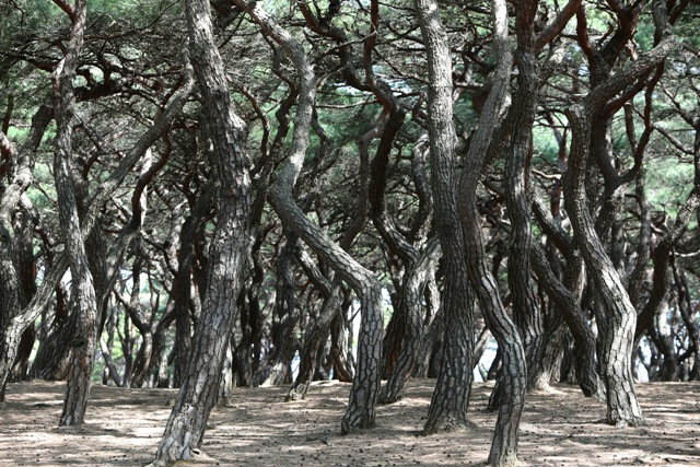 흥덕왕릉 입구는 소나무 숲이 장관을 이룬다.
