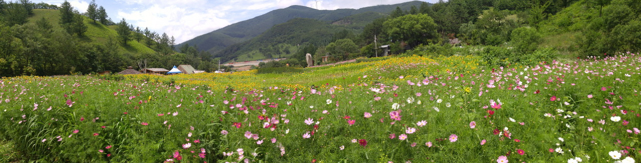  해바라기 축제장 전경.