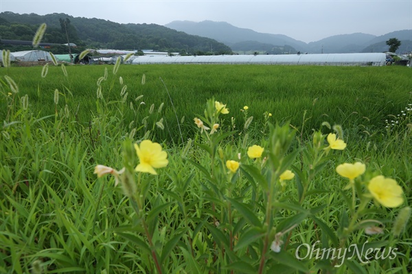 '성주 참외'로 유명한 초록지대 사드배치 부지로 결정된 경북 성주군 성주읍 성산리. '성주 참외'를 생산해내는 이 마을은 대표적인 청정지역으로 꼽힌다. 