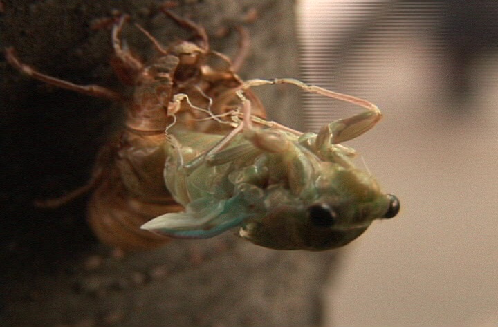 우화등선 해질무렵 참매미 유충이 성충이 되기 위해 우화를 하고 있다.