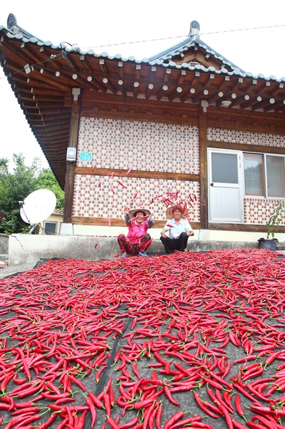  3일 함양 휴천면 문정리 세동마을의 고추말리기.