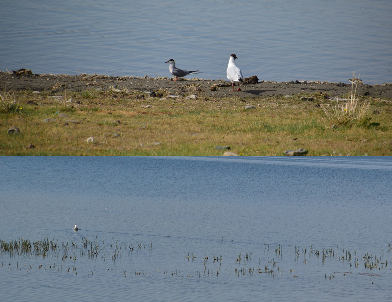 호수의 새들. 어기 호수의 새들은 더할 나위 없이 여유롭게 호수 위에서 살아가고 있다.