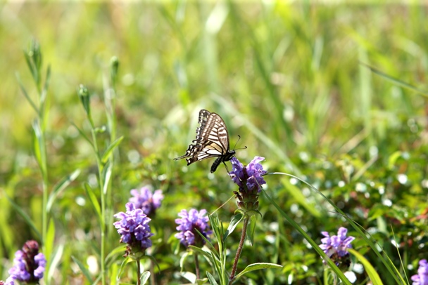 진덕여왕릉 위에 핀 보라색 풀꽃 주위를 날아다니는 나비. 여왕의 부활인듯 아름다웠다.