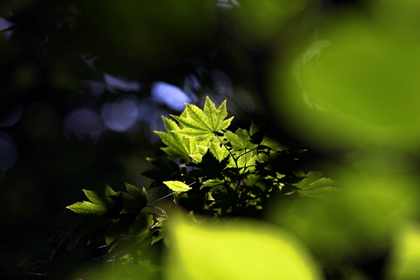 함양 상림공원에는 초록별들이 햇빛에 반짝인다. 