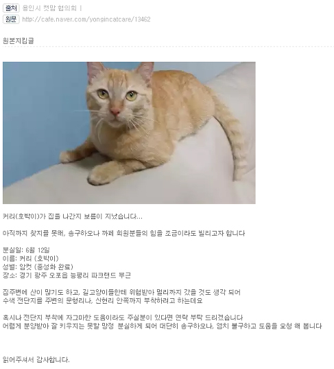  입양자는 지난 6월경 용인시캣맘협의회 커뮤니티에 '호박이'를 잃어버렸다는 내용의 글을 올렸다. 그런데 수색 과정에서 이상한 점들이 발견됐다. 진위를 확인하는 과정에서 입장이 불리해지자 입양자는 결국 자신이 호박이를 죽였다고 자백했다. 