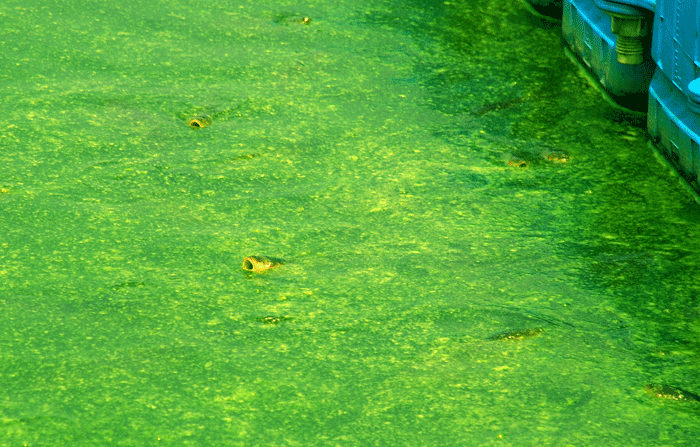 녹조로 뒤덮은 수자원공사 백제보 선착장에 물고기들이 머리를 내리고 숨을 쉬고 있다.