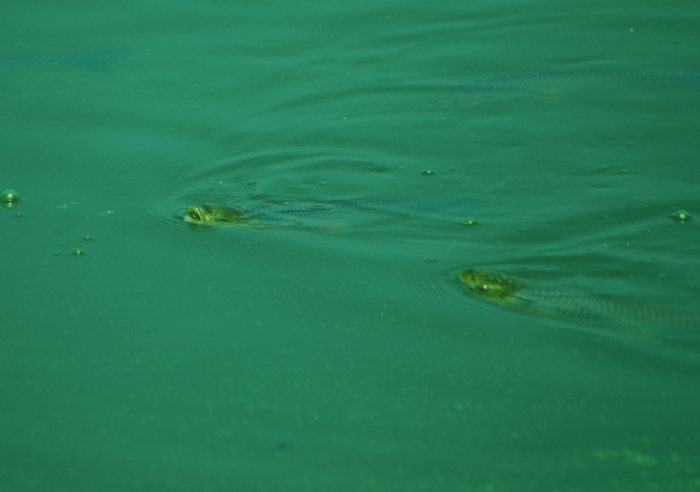 녹조로 뒤덮은 왕진교 부근에서 물고기들이 머리를 내리고 숨을 쉬고 있다.