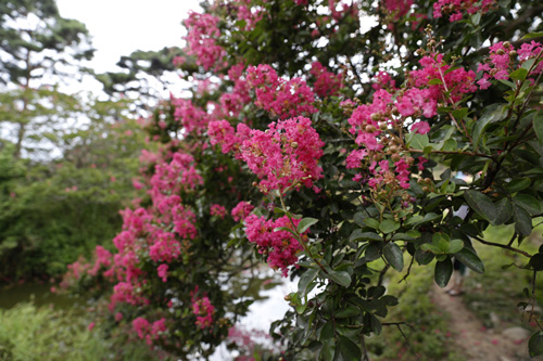 명옥헌원림에 활짝 핀 배롱나무 꽃. 진분홍 빛깔로 100일 동안 피고 지고를 반복하는 여름꽃이다.