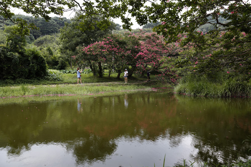 연못과 어우러진 명옥헌원림 풍경. 진분홍 빛깔의 배롱나무 꽃이 피어나 연못에 반영되고 있다.