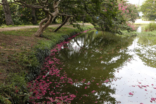 연못의 물 위에 떨어진 진분홍 빛깔의 배롱나무 꽃. 지난 8월 8일 명옥헌원림 풍경이다.