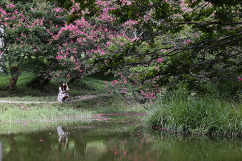 명옥헌원림을 찾은 여행객이 진분홍 빛깔의 배롱나무 꽃을 바라보고 있다. 지난 8월 8일 풍경이다.