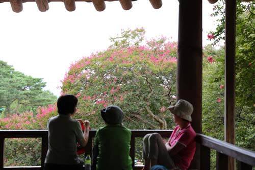 명옥헌에서 본 배롱나무 꽃. 마루에 앉아서 이야기를 나누는 여행객들까지도 그림이 된다.