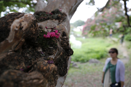 고목이 된 배롱나무에 진분홍 빛깔의 꽃 한 송이가 떨어져 있다. 해마다 이맘때 진분홍 꽃으로 꽃세상을 연출하는 명옥헌원림 풍경이다.