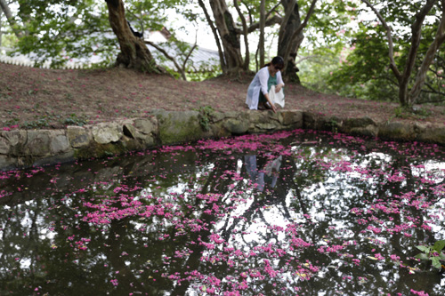 명옥헌원림의 작은 연못에 진분홍 빛깔의 배롱나무 꽃이 수북하게 떨어져 있다. 한 여행객이 물에 떨어진 꽃잎을 바라보고 있다.