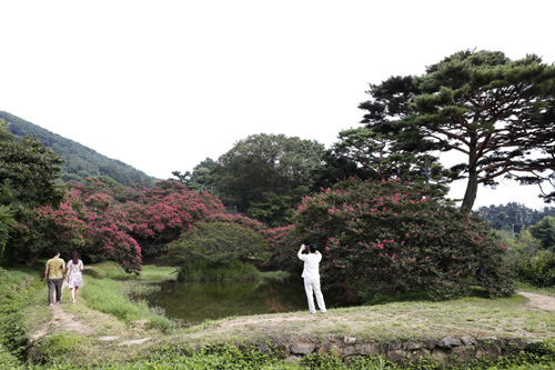 배롱나무 꽃이 피기 시작한 명옥헌원림 풍경. 지난 8월 8일 풍경이다.