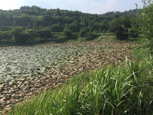 경남 진주 문산읍 삼곡저수지의 가시연꽃 군락지가 말라 죽고 있다.