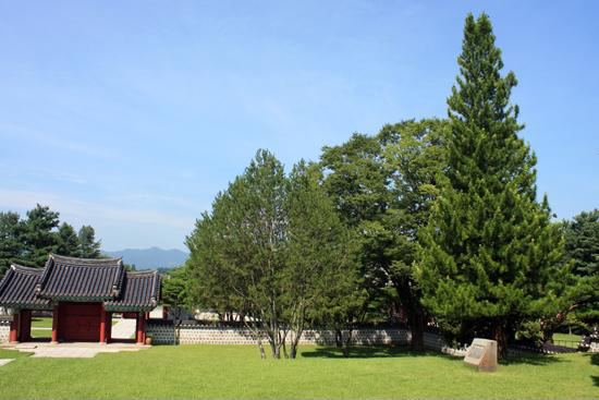 왼쪽 끝에 내삼문, 오른쪽 끝에 박정희 대통령이 심은 나무가 보이는 풍경