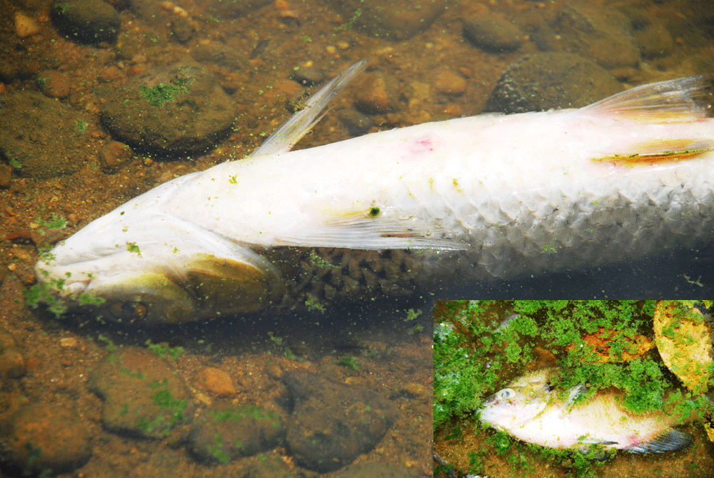 녹조가 창궐하는 금강에서 산소 부족인 듯 죽은 물고기가 하나둘 늘어나고 있다.