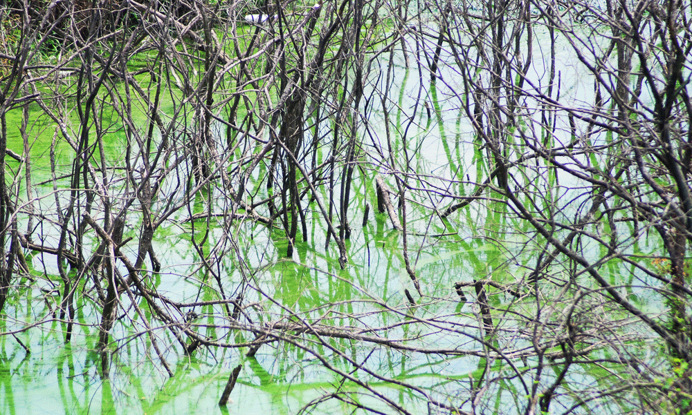 푸른 버드나무와 모래톱이 가득한 제보 상류 왕진나루터에 녹조가 창궐하면서 죽은 나무들만 앙상하게 남아 있다. 