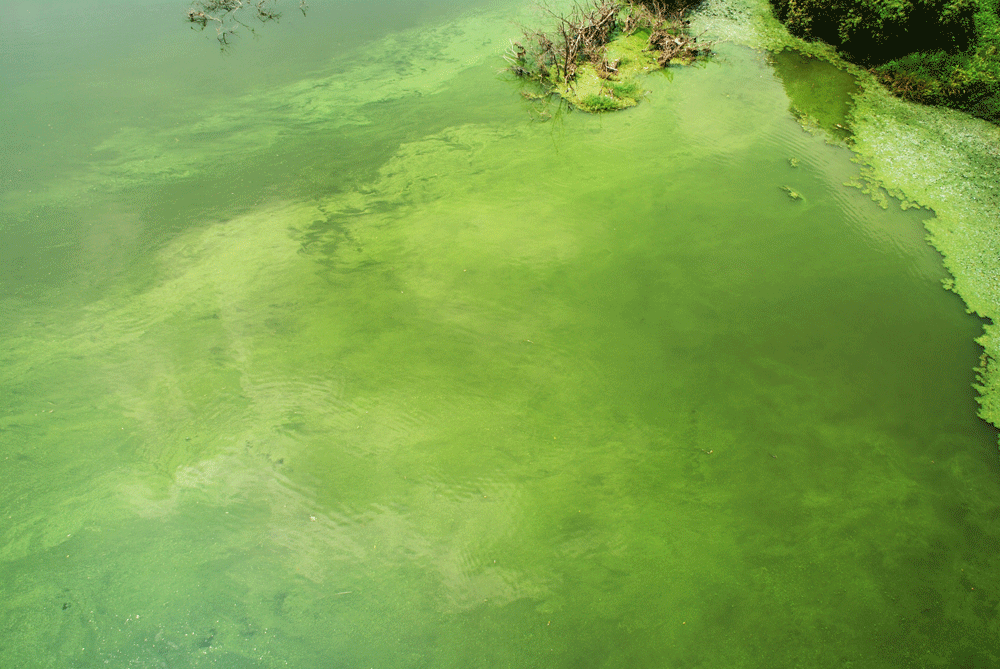 도화지에 물감을 엎어 버린듯 녹색으로 물들은 강물.
