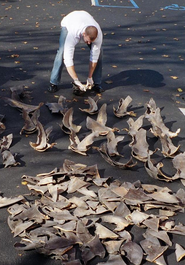 미국 해양대기관리처(NOAA) 직원이 압수된 상어 지느러미를 세는 모습 