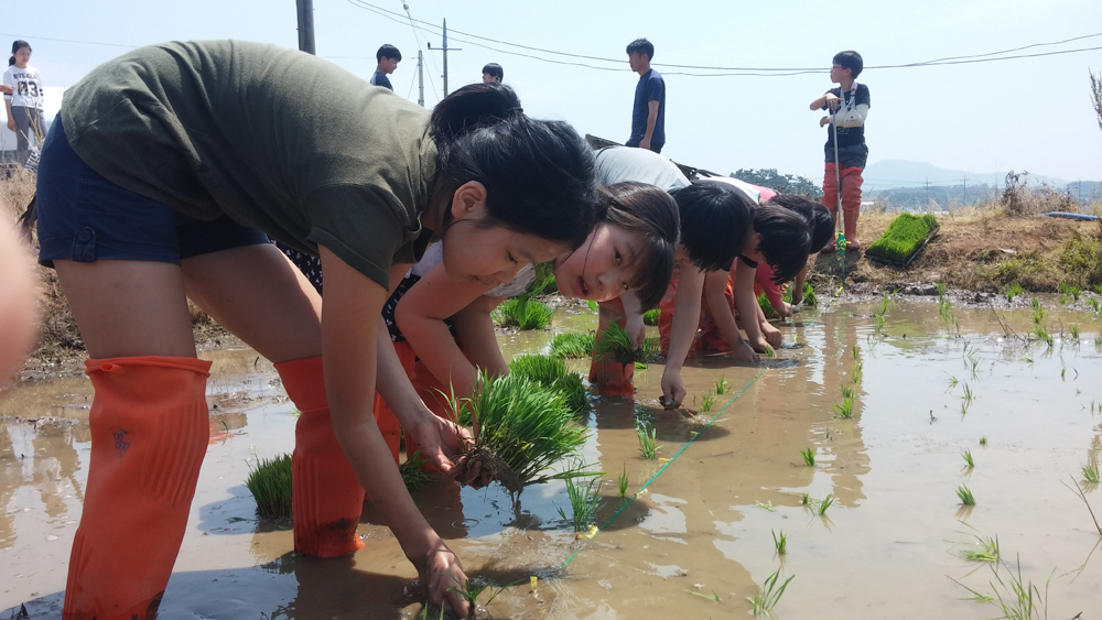 모내기 체험을 통해 노동의 의미와 쌀의 소중함을 몸소 배우는 대기초 학생들 