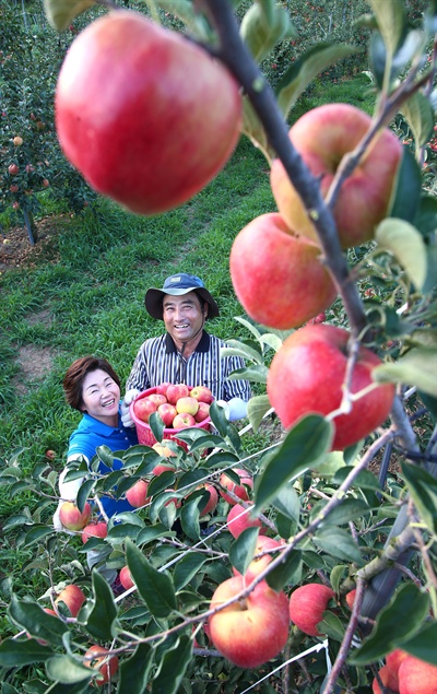 함양 수동면 도북마을 권영현씨 부부의 사과 수확.
