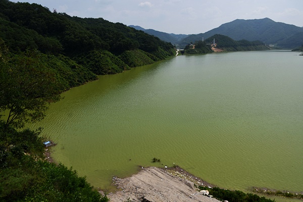 영주댐 담수로 막혀버린 내성천이 온통 녹색의 호수로 변해버렸다. 