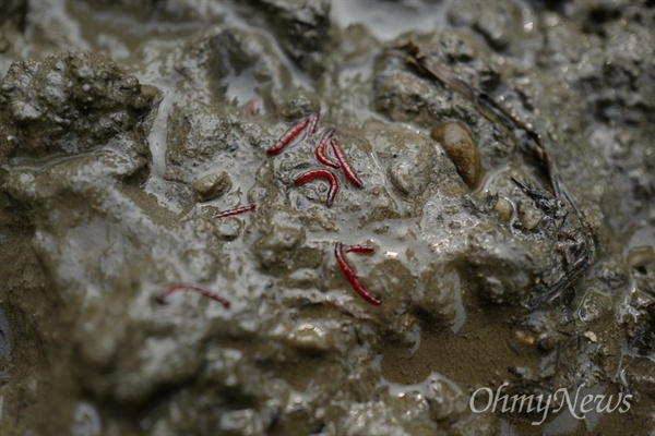 23일 금강 공주보 1km 지점의 강바닥 펄 속에 붉은 깔따구가 꿈틀꿈틀대고 있다. 붉은 깔따구는 환경부가 정한 수질 최하위 지표종이다.