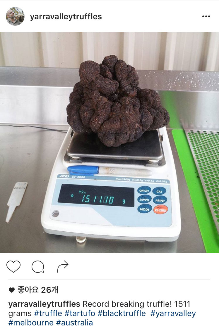 세계 최대 크기의 송로버섯을 발견한 스튜어트 던바의 인스타그램.