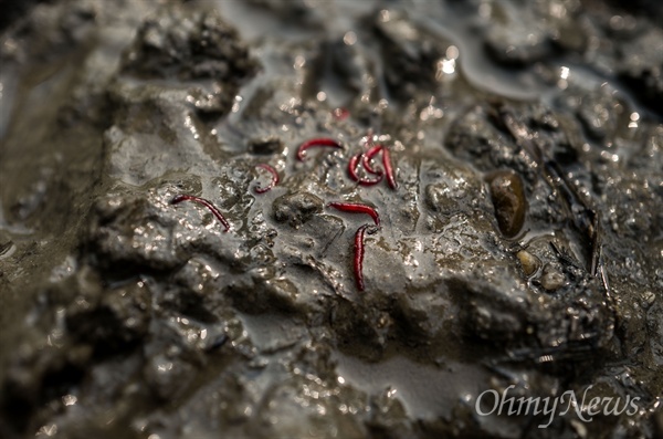  23일 금강 공주보 상류 1km 지점의 강바닥 펄 속에 붉은 깔따구가 꿈틀꿈틀대고 있다. 붉은 깔따구는 환경부가 정한 수질 최하위 지표종이다.