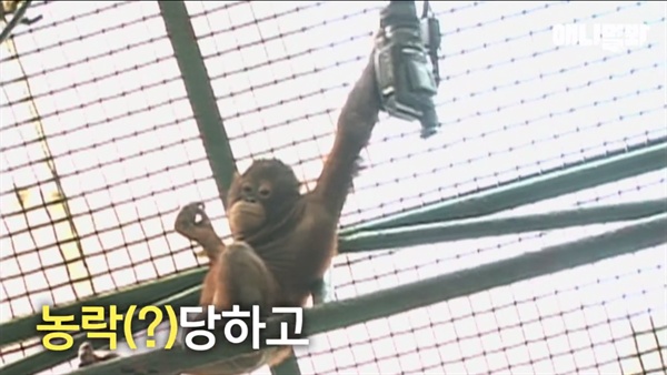  SBS < TV동물농장 > 캡쳐 화면