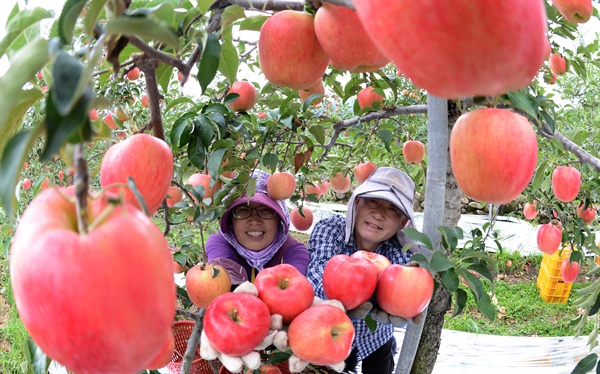 거창 고제면 학림마을 학림농장의 사과 수확.