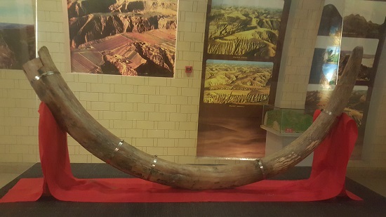 박물관의 거대한 상아 화석. 