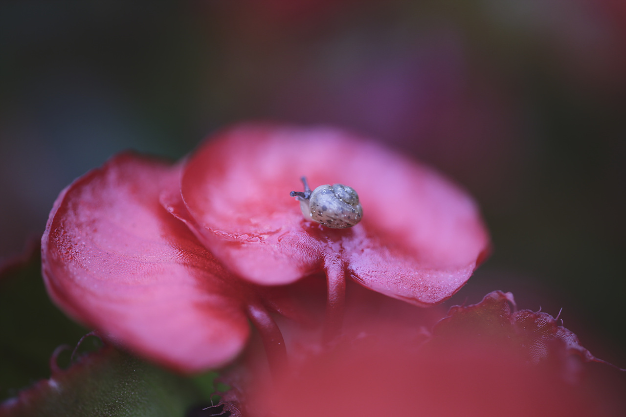 달팽이 꽃잎에 앉아있는 느릿느릿 달팽이