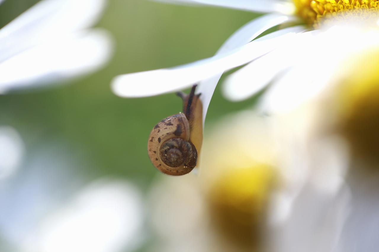 달팽이 구절초 꽃잎에 앉아있는 달팽이