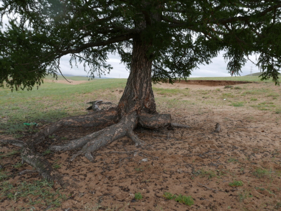 점점 사막화되면서 나무들이 죽어가고 있는 에르덴의 종머드 숲.  