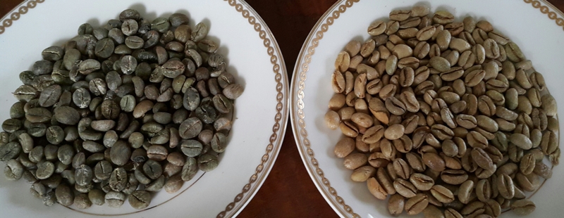 왼쪽이 커피 루왁 생두고 오른쪽 일반 로부스타 커피 생두입니다.