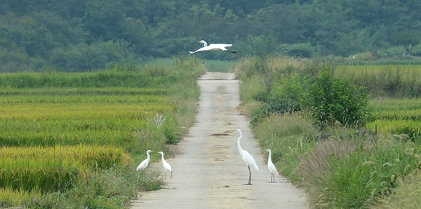  6일 경남 거창군 위천면 서덕들의 백로.