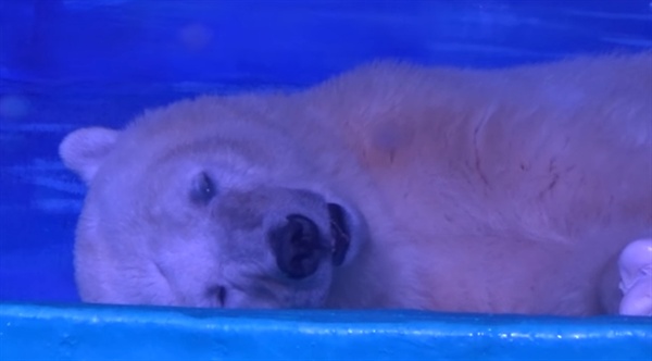 중국의 한 쇼핑몰 실내에서 사육 중인 북극곰.  체질에 맞지 않는 환경 속에서 관광객의 셀카 배경으로 활용되는 북극곰이 힘없이 누워있다. 