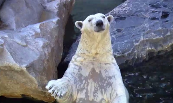 에버랜드에서 사육 중인 북극곰.