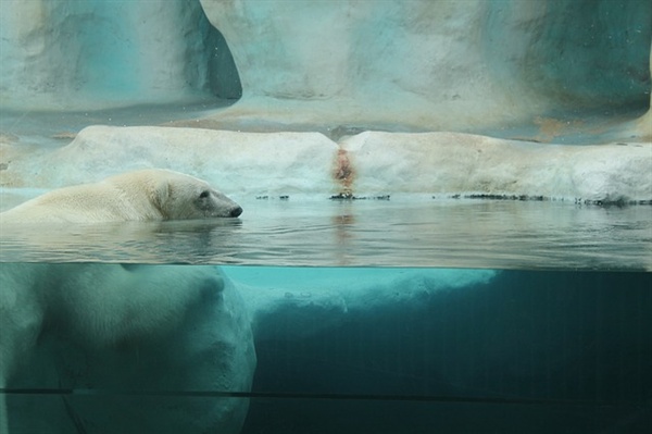 영하 40도의 야생에서 생활하는 북극곰은 동물원의 단조로운 환경에 적응하지 못한다. 