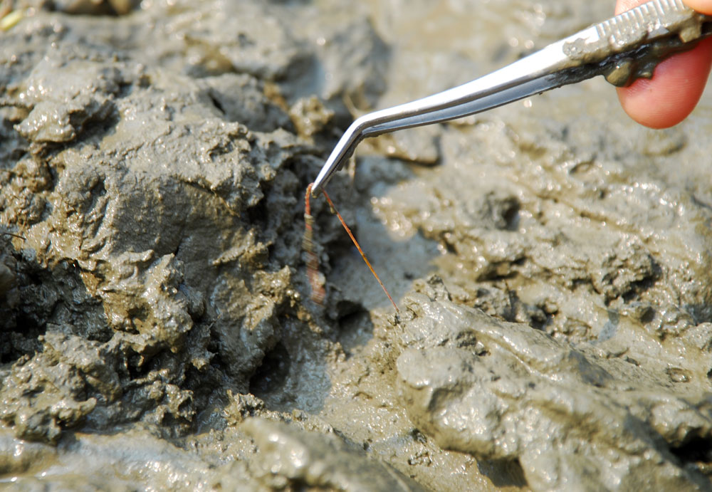 강바닥에서 퍼올린 흙 속에서 찾아낸 환경부 수 생태 4급수 오염지표종인 실지렁이.