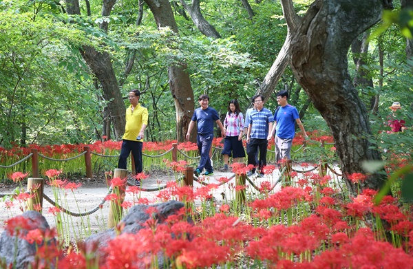 함양 상림공원의 꽃무릇.