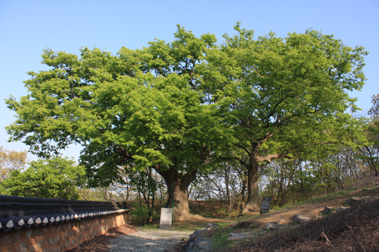 고산서당 뒤의 이황나무와 정경세나무