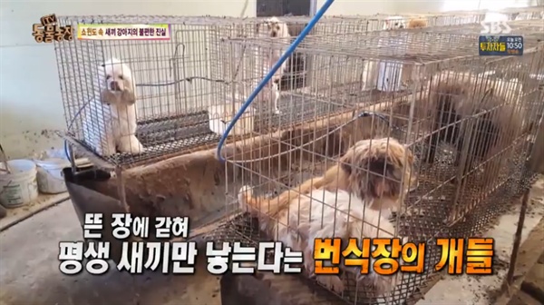 5월 15일 '강아지 공장의 불편한 진실'을 다룬 <동물농장>은 방송통신심의위원회로부터 '이 달의 좋은 프로그램상'을 받았다