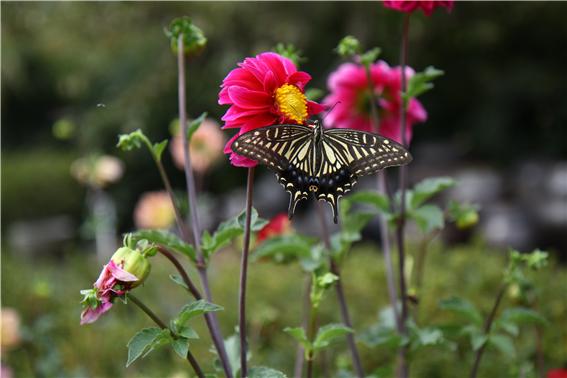 상생의 모습을 보여주는 꽃과 나비.
자연은 우리에게도 그렇게 살라고 한다.